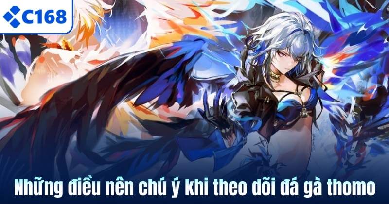 Đá Gà Thomo – Những Trận Đấu Siêu Kinh Điển Tại C168 6 Những điều nên chú ý khi theo dõi đá gà thomo